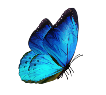 Butterfly white and blue, blue butterfly, blue color butterfly