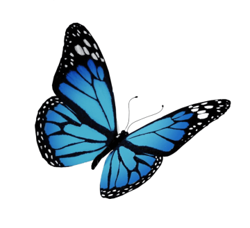 Monarch butterfly flight, butterfly, brush footed butterfly