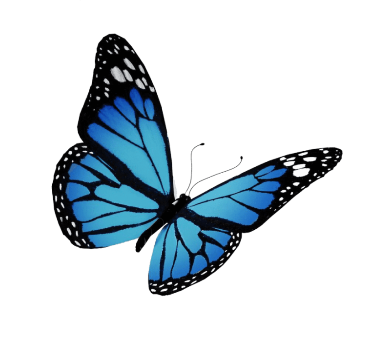 Monarch butterfly flight, butterfly, brush footed butterfly
