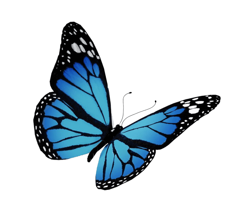 Monarch butterfly flight, butterfly, brush footed butterfly