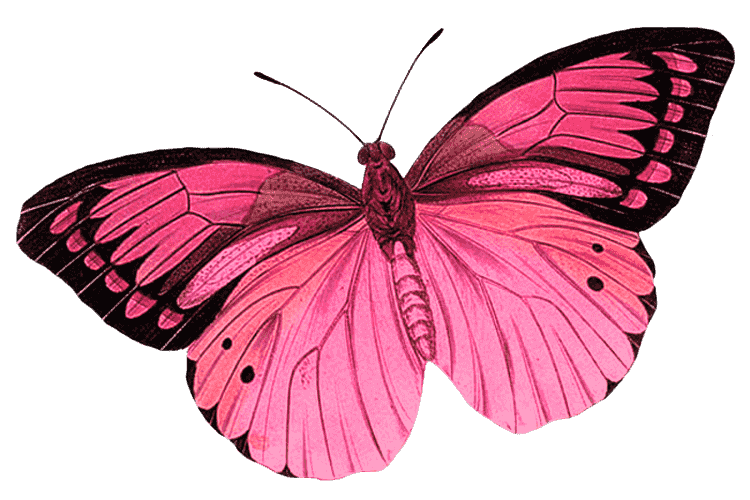 Pink and black butterfly, monarch butterfly great photo