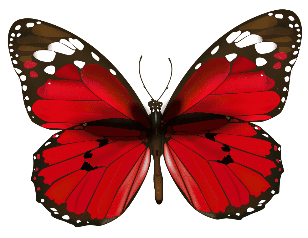 Red color butterfly, red & black butterfly illustration Png