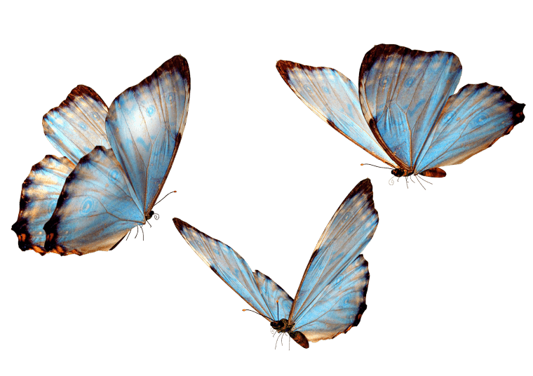 Three butterflies, Blue Colors Butterfly, Butterfly Group