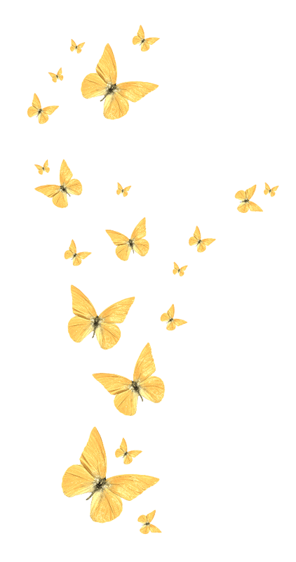 Yellow Color Butterfly, Golden Butterfly, Yellow Butterfly