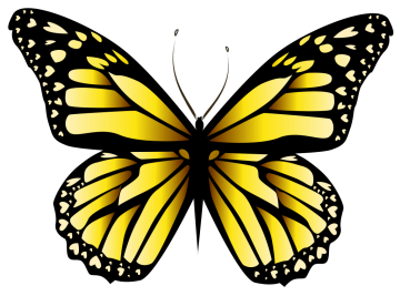 Yellow & Orange Butterfly ,Yellow and Black Butterfly Png