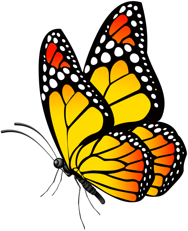 Yellow & Orange color butterfly, illustration works butterfly