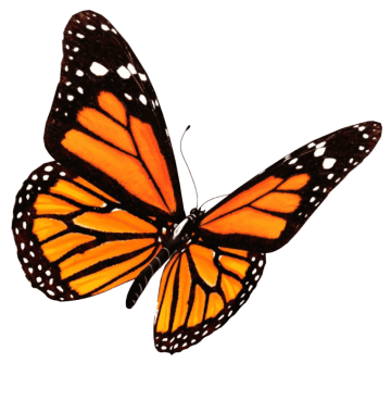 Yellow butterfly, flying butterflies, animals, brush footed butterfly, orange and black combination butterfly