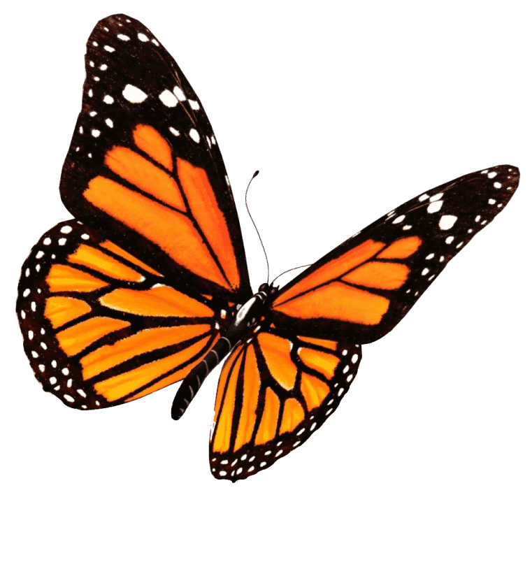 Yellow butterfly, flying butterflies, animals, brush footed butterfly, orange and black combination butterfly