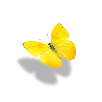 Yellow color butterfly with shadow, monarch butterfly