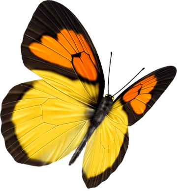 Yellow color butterfly, yellow and black mixed butterfly