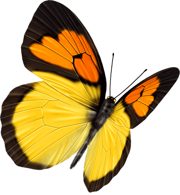 Yellow color butterfly, yellow and black mixed butterfly