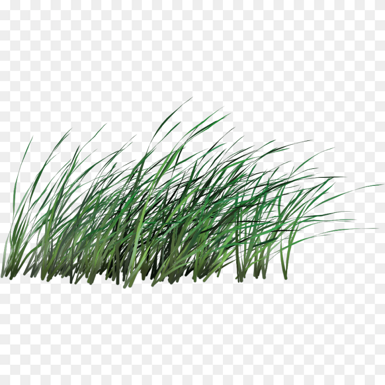 Tall Grass Cut Out Transparent Background