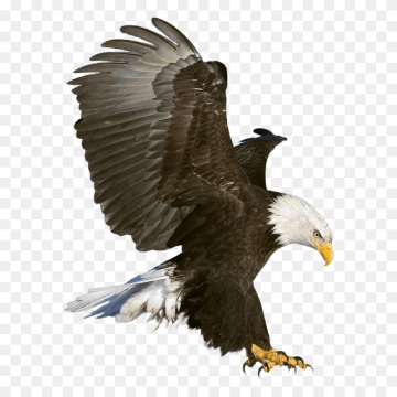 American eagle flying transparent image free download