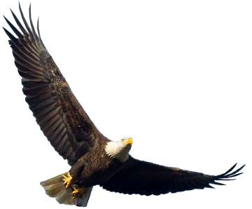 Bald eagle flying overhead free png image download
