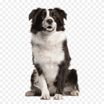 Free Adult black and white border collie dog Transparent Image