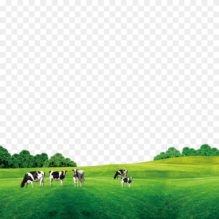 Cow's On The Green Grass Field Free Background PNG Image, five white and black cattles on green grass field under blue sky at daytime, Cattle Cow's milk, Grass on the cow, landscape, computer Wallpaper, lawn png
