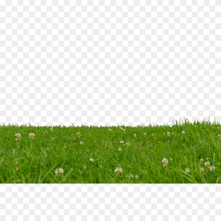 Grass Flower Texture Background PNG Image,Drawing, grass, grass, agriculture, lawn png.