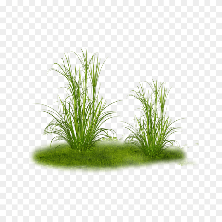 Big Grass Tree Textures Image - Free PNG Download,Grass Tree, grass, grass, lawn, flower png