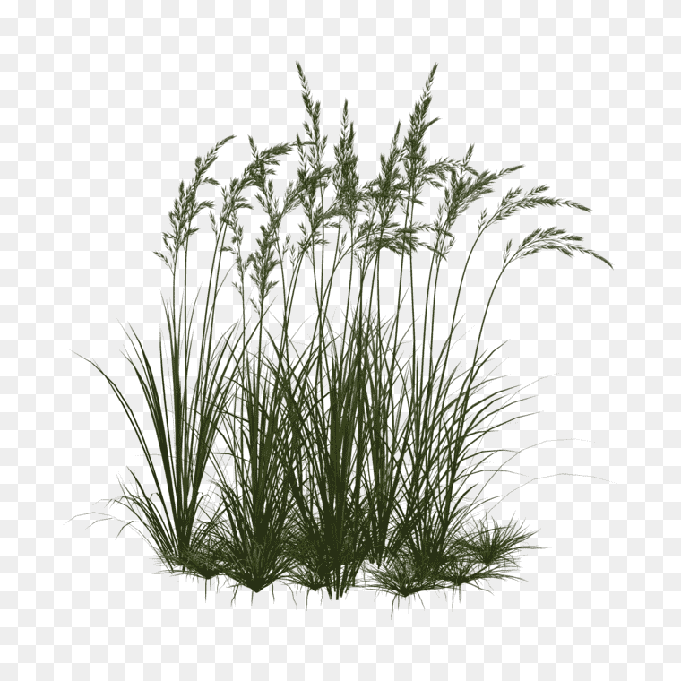 Ornamental Grass Transparent - Free PNG Download