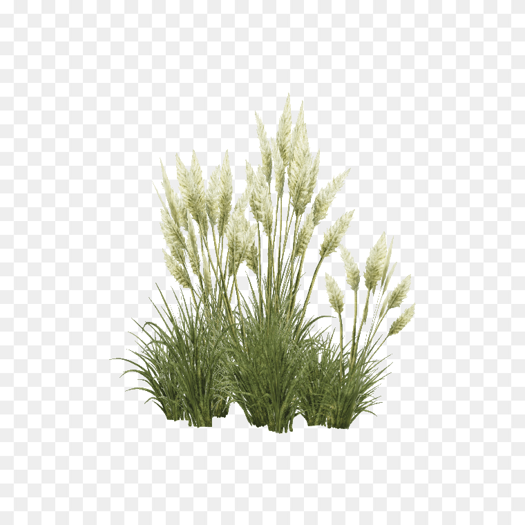 Tall Grass Plant  Transparent Image - Free PNG Download Now