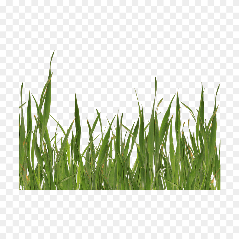 Best Green Grass Textures Image - Free PNG Download