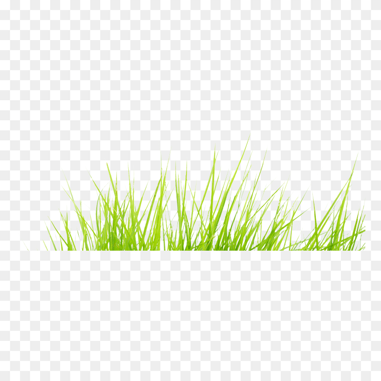 Grass Texture Seamless free transparent PNG_ Best image