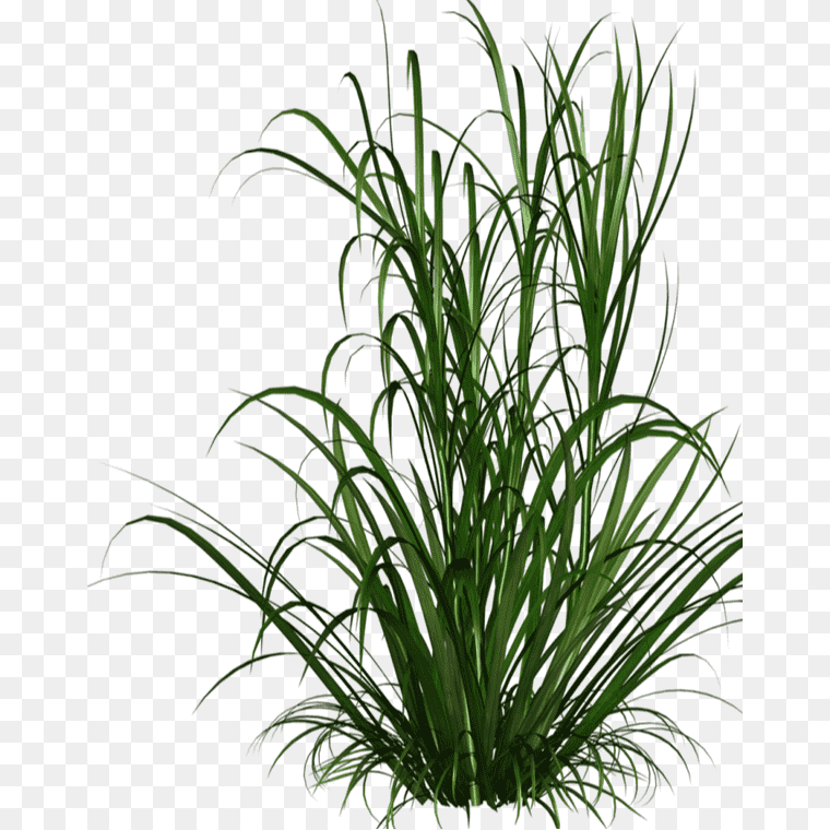 Green Grass Illustration Textures Image - Free PNG Download,, Grasses, Grass, green grass illustration, cartoon Grass, plant Stem, artificial Grass png