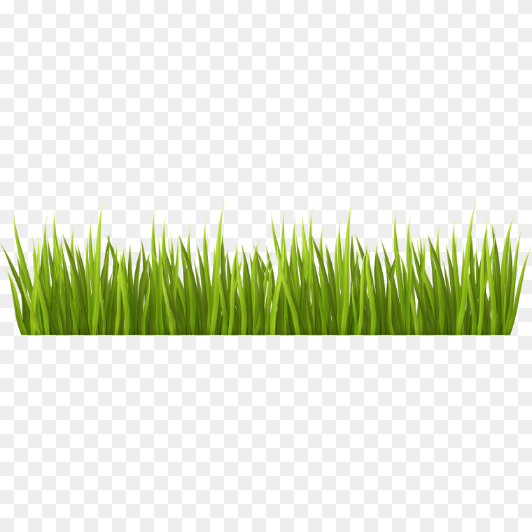Green grass draw by illustration- free PNG download