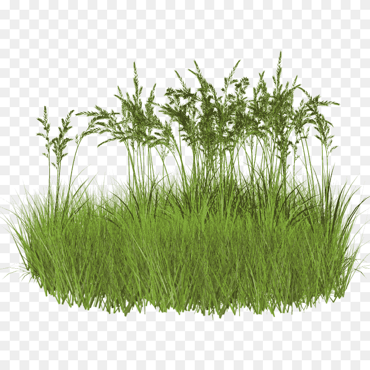 Herbaceous Green Grass Textures PNG - Free Download,Herbicide Weed, grass, herbaceous Plant, grass, lawn png