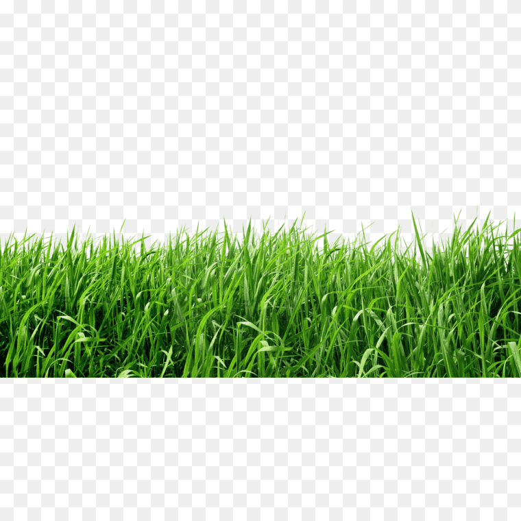 Lawn Grass Textures PNG - Free Download,Lawn, grass, grass, lawn, agriculture png