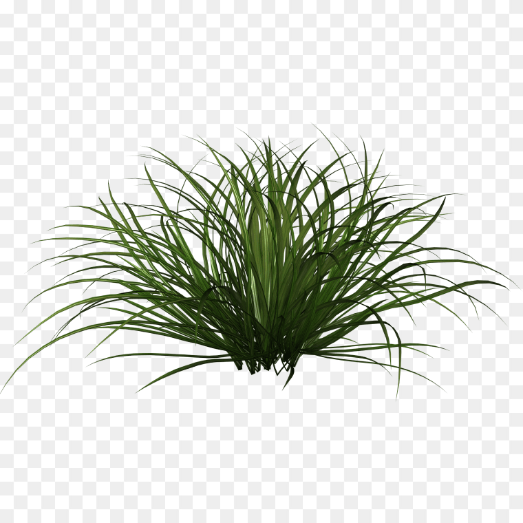 Ornamental grass Plant Textures Image - Free PNG Download, green grass, Ornamental grass Plant, grass, grass, desktop Wallpaper, aquarium Decor png